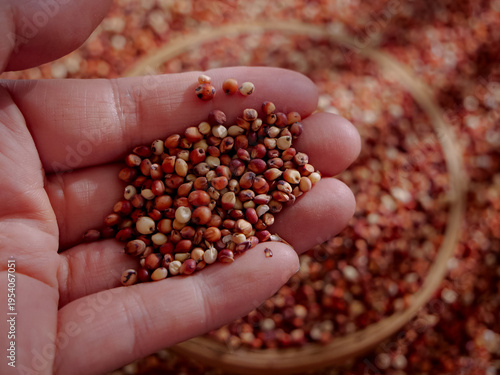 Fresh Red Sorghum Grains in Hands - Nutritious Cereal Crop Harvest