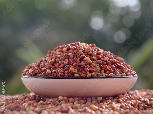 Fresh Red Sorghum Grain in Bowl - Harvested Cereal Crop from Northeastern Farmland