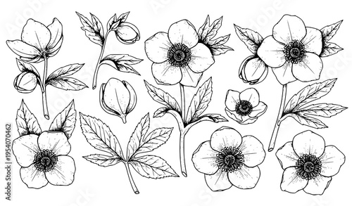 Detailed hellebore botanical floral elements with branches and leaves hand drawn ink vector set