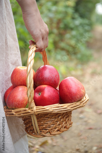 Принти на полотні Fresh Red Apples in Wicker Basket - Woman Carrying Harvest of Healthy Fruits Out