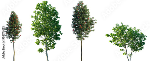 Set of Sorbus aucuparia and Catalpa bignonioides (Southern Catalpa or Indian Bean Tree) frontal street trees isolated png on a transparent background perfectly cutout	