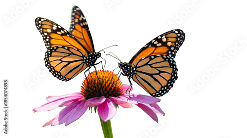 Two monarch butterflies with orange and black wings on a purple coneflower. Isolated on a transparent background.
