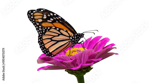 Monarch butterfly with orange and black wings on a vibrant pink zinnia. Isolated on transparent background.