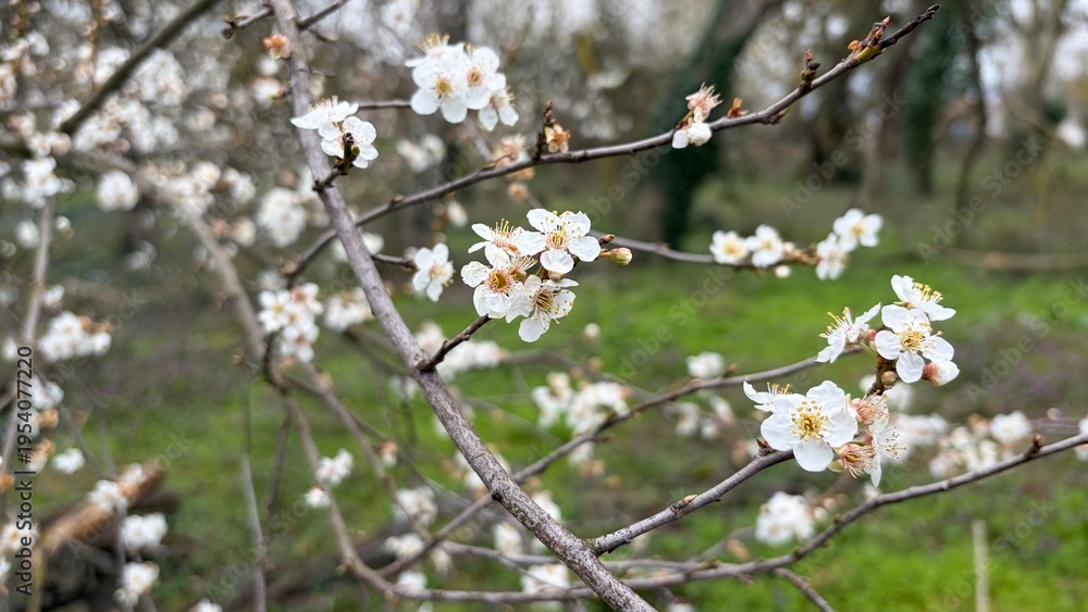 Obraz premium blooming cherry tree