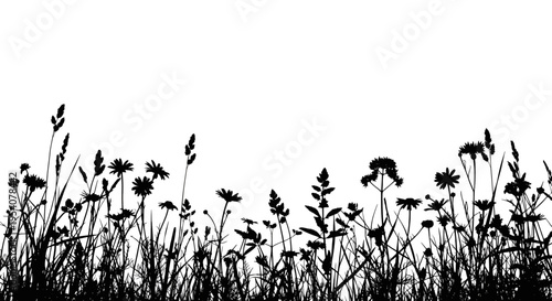 Black silhouette of various wildflowers and grasses growing in a dense meadow during the summer