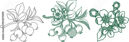 crab apple branches, featuring detailed fruit, leaves, and blossoms. Vintage etching styles,for organic product packaging, botanical labels, and elegant stationery design.