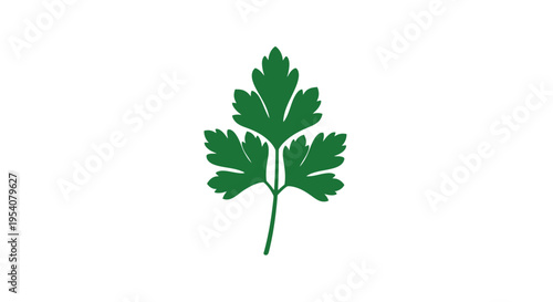 Single Green Leafy Parsley Herb.
