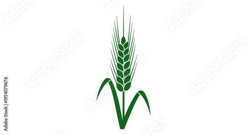 Green Wheat Ears on White Background.