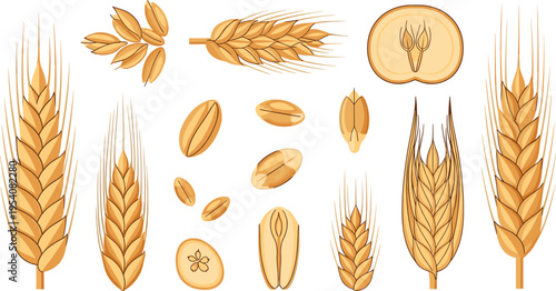 Wheat Ears and Grain Set Vector Illustration with Detailed Cereal Elements Barley Rye Seeds Collection for Agriculture Food Packaging and Organic Farming Design