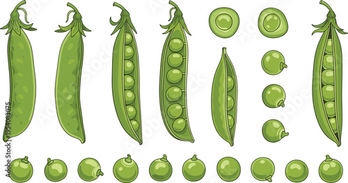 Green Pea Pods and Seeds Set with Different Stages of Peas, Open and Closed Pods, Fresh Legumes Collection for Food Illustration and Agricultural Design