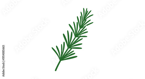 Green Fir Branch with Needles Isolated.