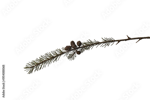 Pine branch with green needles and brown pine cones, depicting the natural beauty of coniferous trees. Transparent background