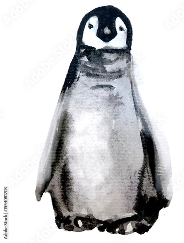Fotografie Pinguin Chick