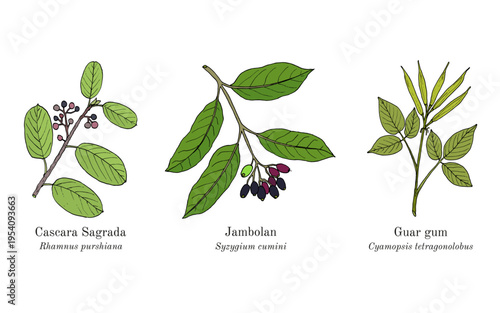 Collection of edible and medicinal plants. Hand drawn botanical vector illustration