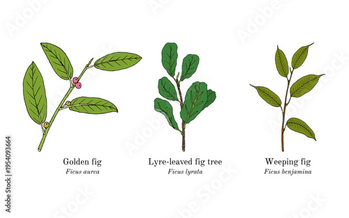 Collection of edible and medicinal plants. Hand drawn botanical vector illustration
