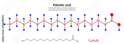 Palmitic acid or hexadecanoic, molecular structure formula, ball-and-stick model, suitable for education or chemistry science content. Vector illustration