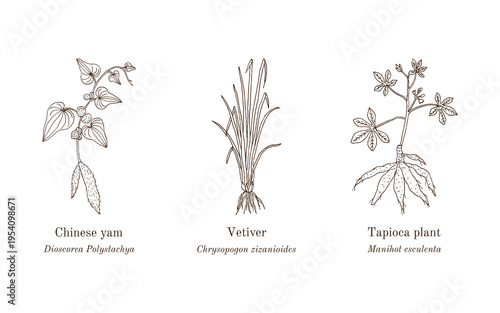 Collection of edible and medicinal plants. Hand drawn botanical vector illustration