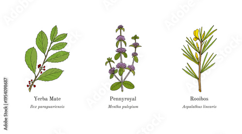 Collection of edible and medicinal plants. Hand drawn botanical vector illustration