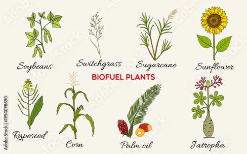 Collection of best biofuel plants. Hand drawn botanical vector illustration