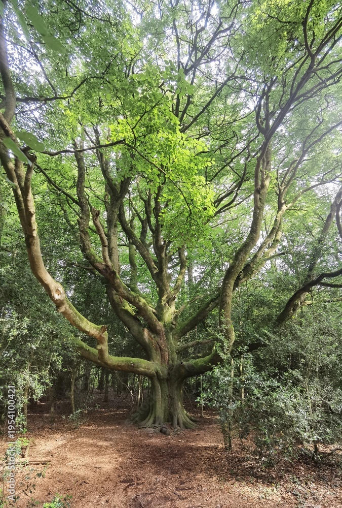 Obraz premium Hêtre du Voyageur, arbre remarquable de la forêt de Paimpont