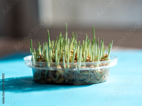 Canvas Print Close view germinating barley grain seeds producing straight green sprouts within round transparent bowl sitting on turquoise surface under bright natural light with soft bokeh background