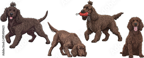 Irish Water Spaniel dog sniffing ground sitting playful retrieving pose set