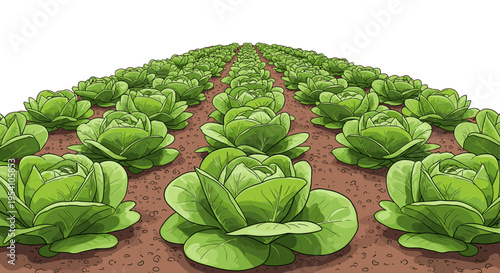 Green lettuce in neat rows illustrated, vibrant, farm