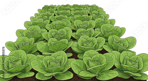 Vibrant lettuce illustration in green, healthy food representation