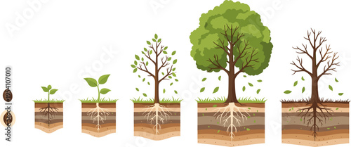 Tree Growth Stages Illustration with Seed Germination, Plant Development, Root System Layers, and Seasonal Life Cycle of Trees for Botanical and Educational Vector Design