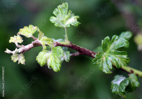 Bild auf Leinwand Gooseberry branches and leaves infected with powdery mildew
