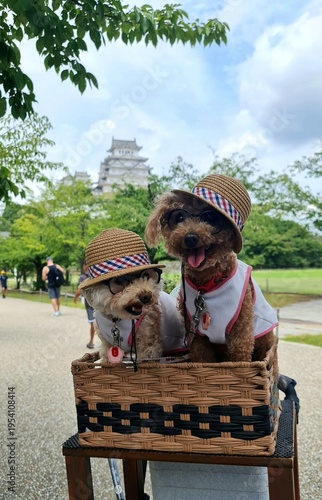A couple of dogs with Himeji Castle in the background,  Japan