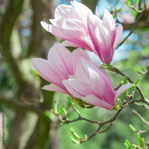 Delicate pink magnolia flowers bloom on a tree branch, bathed in warm spring ...