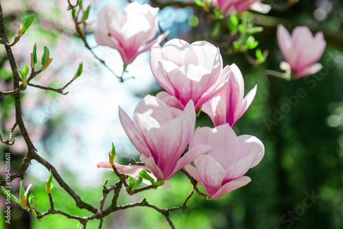 Delicate pink magnolia blossoms open on a sunlit branch, surrounded by fresh ...