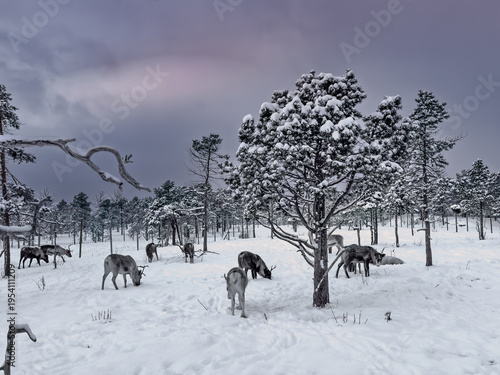 Mestervik, Norway - December 28, 2025: Outside Malangen Brygger Resort. Thick snow layer on flat and forest with roaming reindeer looking for food under the snow