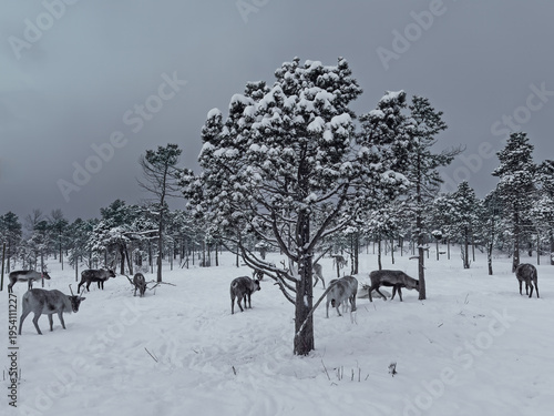 Mestervik, Norway - December 28, 2025: Outside Malangen Brygger Resort. Thick snow layer on flat and forest with roaming reindeer looking for food under the snow