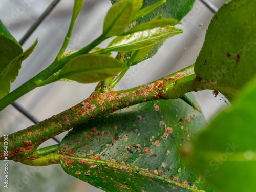 Scientific Macro 1:1 Photo of Scale Insect Infestation on Lemon Tree - Real Non-AI Stock Image of Greenhouse Pest Damage on Citrus Stem and Leaf