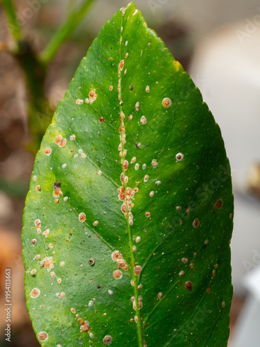 Scientific Macro 1:1 Photo of Scale Insect Infestation on Lemon Tree - Real Non-AI Stock Image of Greenhouse Pest Damage on Citrus Stem and Leaf