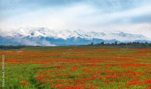 Tableau sur toile Blooming red poppy fields with mountain landscape in the background in Kazakhsta