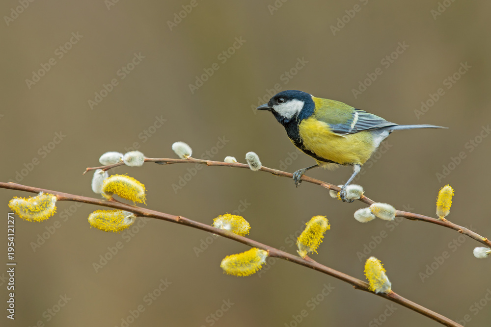 Obraz premium Great Tit (Parus major) perched on a blooming pussy willow branch with yellow catkins. Spring nature portrait.