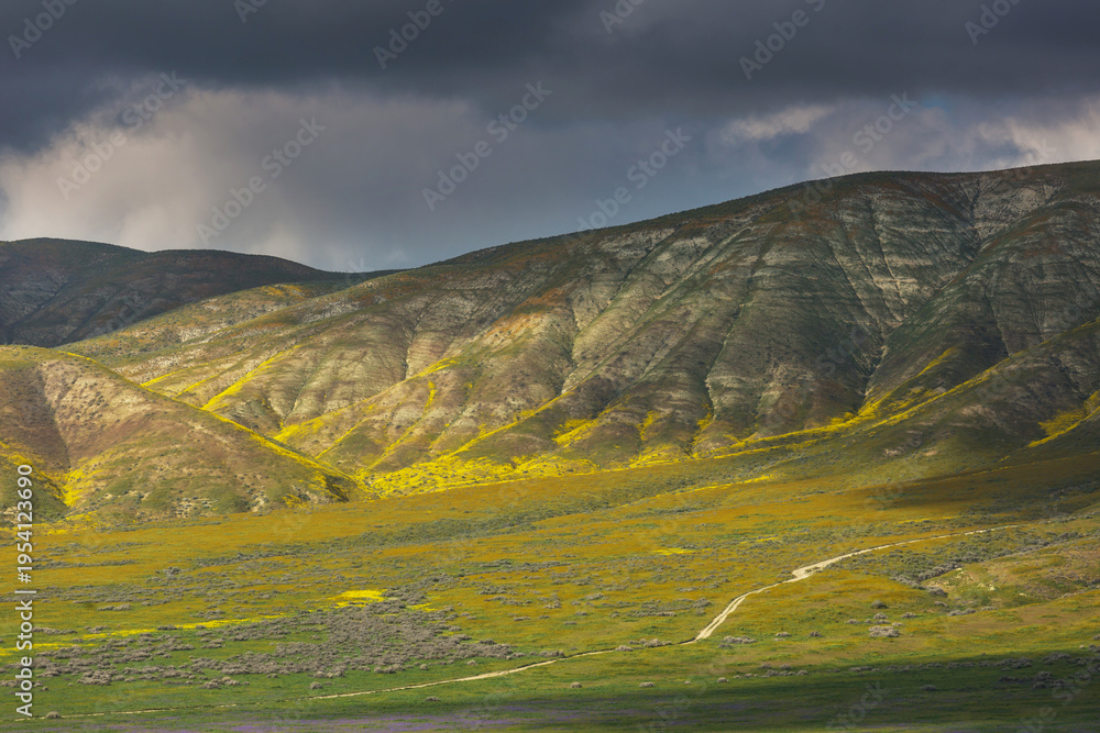 Naklejka premium Carrizo