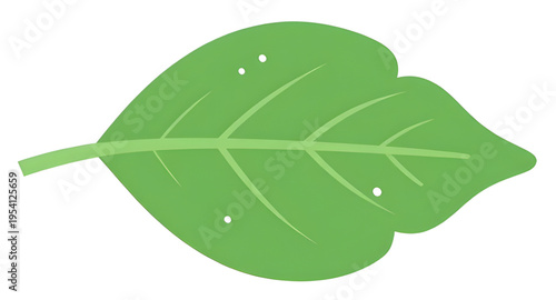 leaf, green, leaves, plant, foliage, nature, botanical, botany, garden, natural, fresh, eco, ecology, organic, environment, growth, spring, summer, herb, flora, floral, branch, stem, vein, texture, pa