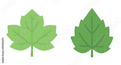 leaf, leaves, green, plant, foliage, nature, botanical, botany, garden, natural, fresh, eco, ecology, organic, environment, growth, spring, summer, herb, flora, floral, branch, stem, vein, texture, pa