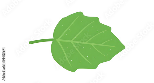 leaves, green, leaf, plant, foliage, nature, botanical, botany, garden, natural, fresh, eco, ecology, organic, environment, growth, spring, summer, herb, flora, floral, branch, stem, vein, texture, pa