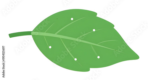 leaf, green, leaves, plant, foliage, nature, botanical, botany, garden, natural, fresh, eco, ecology, organic, environment, growth, spring, summer, herb, flora, floral, branch, stem, vein, texture, pa