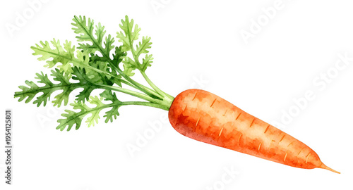 carrot, vegetable, carrots, food, fresh, healthy, organic, natural, farm, farming, agriculture, harvest, root, rootvegetable, orange, nutrition, vegan, vegetarian, diet, cooking, ingredient, salad, ki