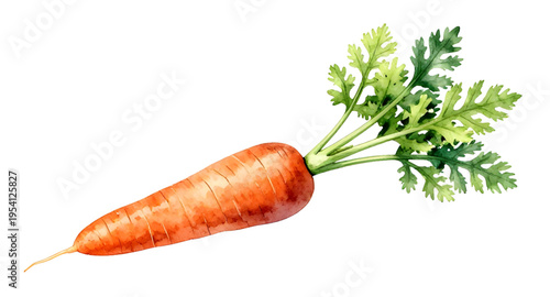 carrots, carrot, vegetable, vegetables, food, fresh, healthy, organic, natural, farm, farming, agriculture, harvest, root, rootvegetable, orange, nutrition, vegan, vegetarian, diet, cooking, ingredien