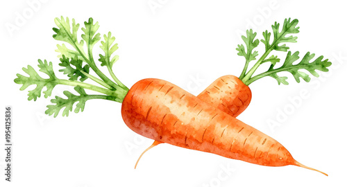 carrot, carrots, vegetable, vegetables, food, fresh, healthy, organic, natural, farm, farming, agriculture, harvest, root, rootvegetable, orange, nutrition, vegan, vegetarian, diet, cooking, ingredien