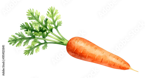 carrot, carrots, vegetable, vegetables, food, fresh, healthy, organic, natural, farm, farming, agriculture, harvest, root, rootvegetable, orange, nutrition, vegan, vegetarian, diet, cooking, ingredien
