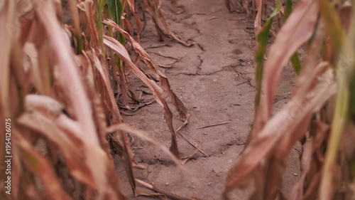 Drought in heat wave weather at summer time in August, with yellow burnt dry corn field lines with dusty and cracked dry ground