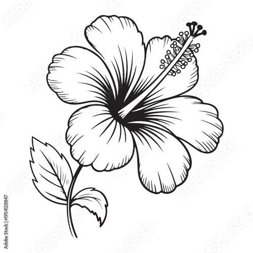 Detailed black and white illustration of a hibiscus flower with delicate shading a striking silhouette